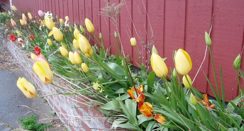 Donna's tulips